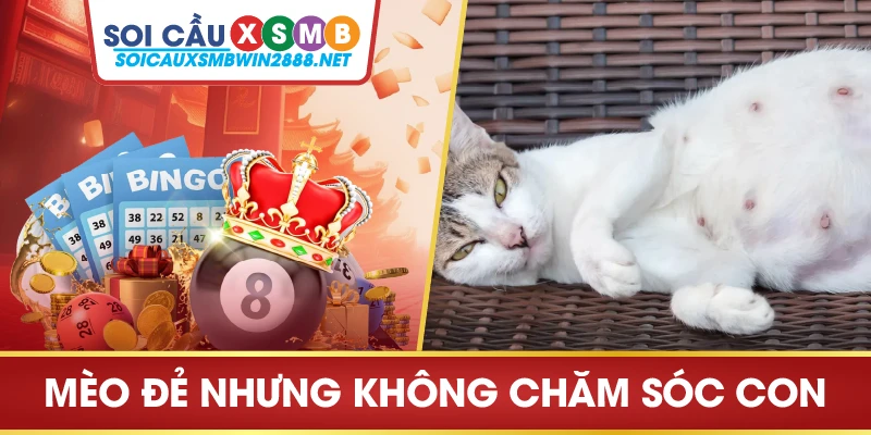 Mèo đẻ nhưng không chăm sóc con