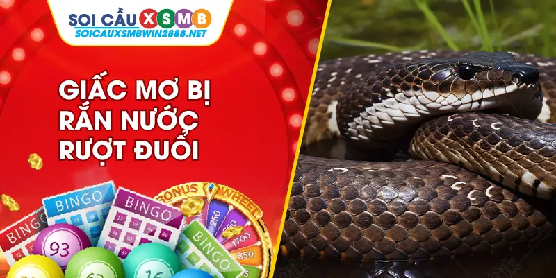 Giấc mơ bị rắn nước rượt đuổi